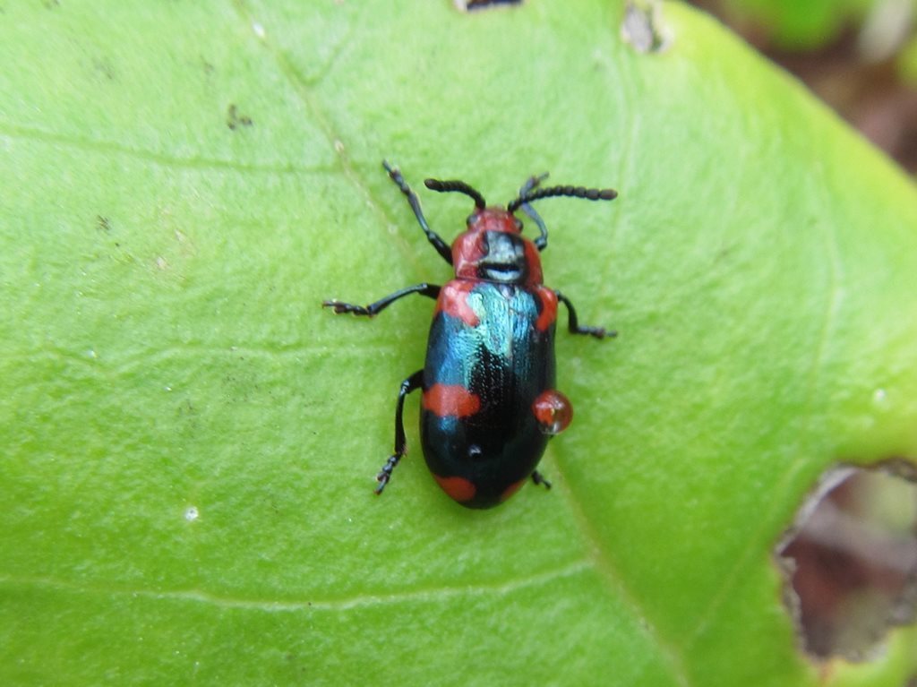 Phyllocharis eximia