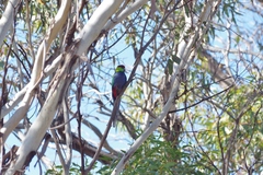 Purpureicephalus spurius