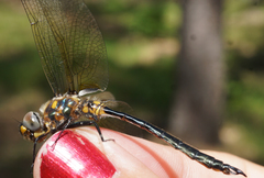 Somatochlora kennedyi