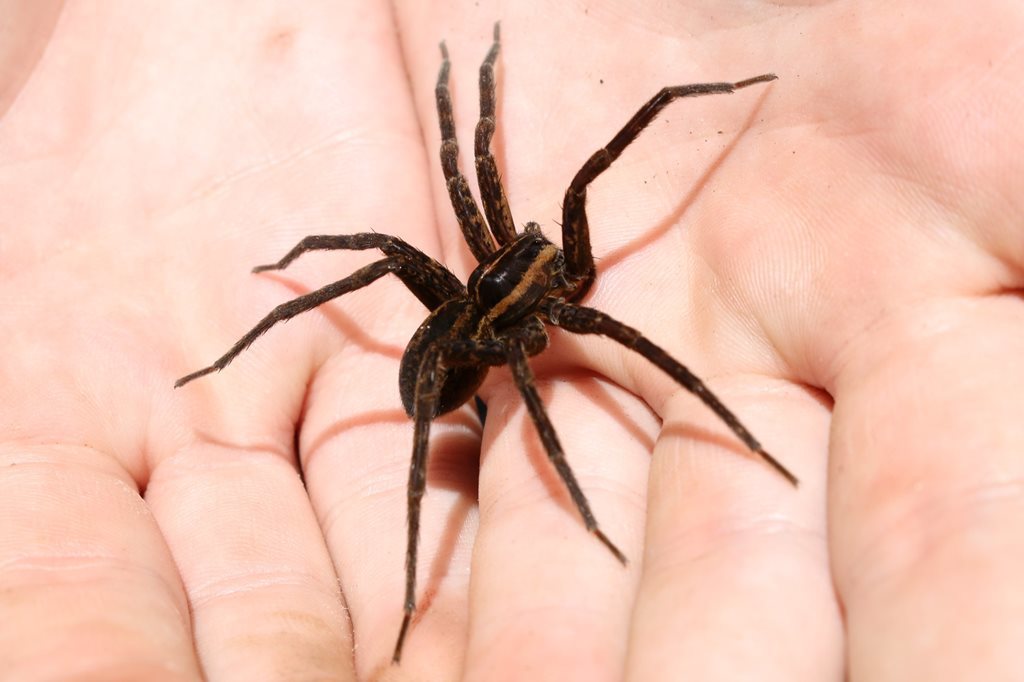 Elise's Fishing Spider