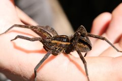 Dolomedes vicque