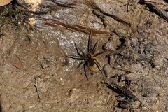 Dolomedes vicque