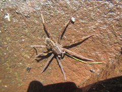 Dolomedes vicque
