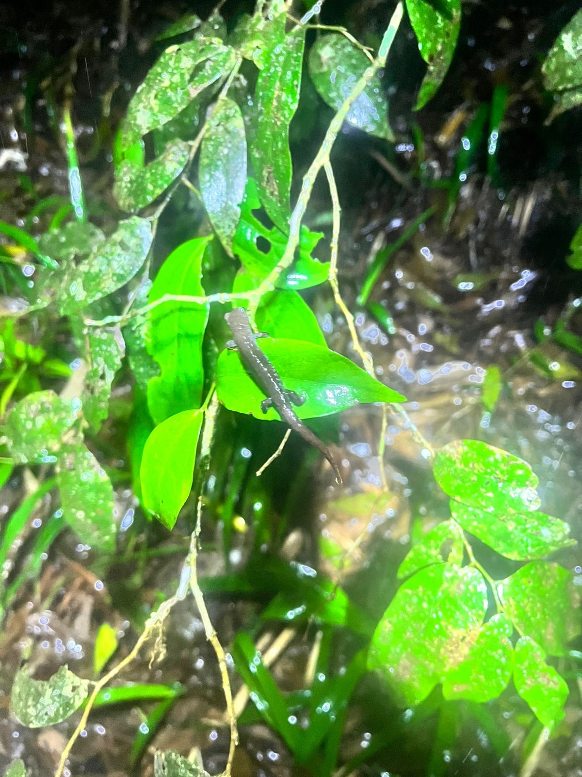 Cuetzalan Salamander photo 3