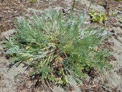 Artemisia campestris pacifica