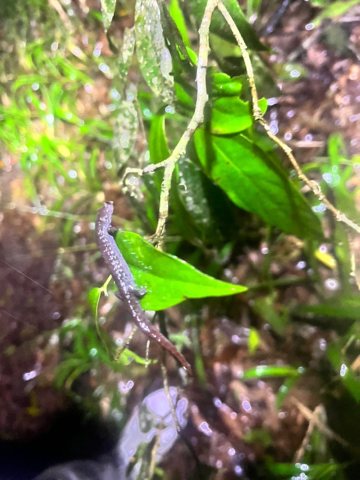 Cuetzalan Salamander photo 4