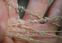 Sphenopholis intermedia