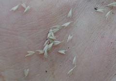 Sphenopholis intermedia