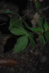 Silene stellata