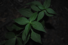 Silene stellata