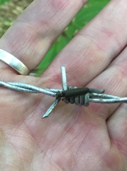 Denticollis denticornis