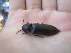 Pseudotetralobus australasiae