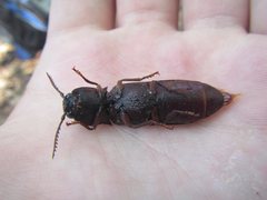 Pseudotetralobus australasiae