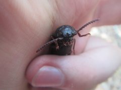 Pseudotetralobus australasiae