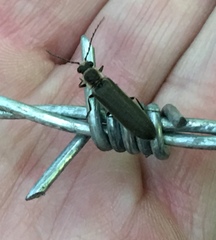 Denticollis denticornis