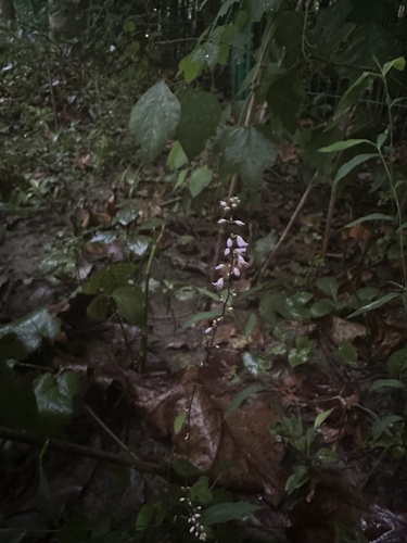 Hylodesmum leptopus iNat (3)