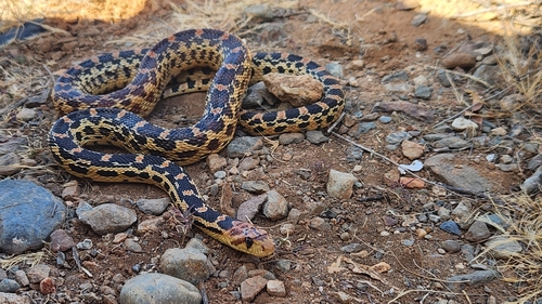 Cedros Gopher Snake