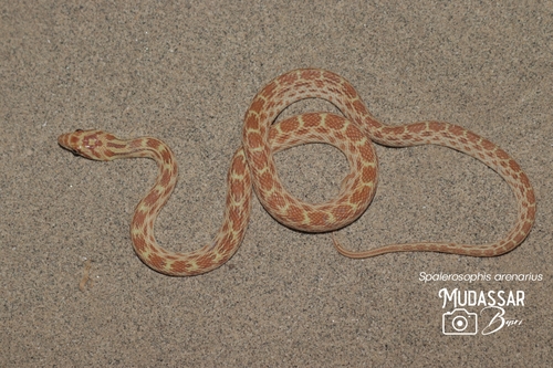 Photo of a Red-spotted Diadem Snake (Spalerosophis arenarius)