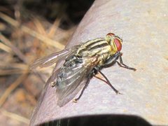 Sarcophaga aurifrons