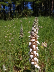 Digitalis lanata
