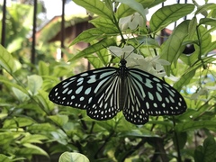 Ideopsis similis