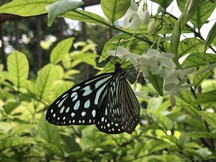 Ideopsis similis