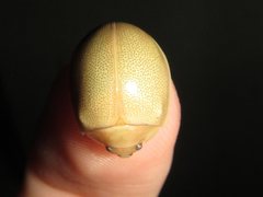 Paropsisterna crocata