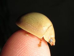 Paropsisterna crocata