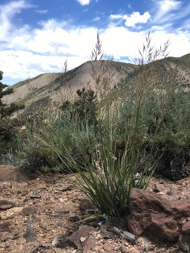 Image of Eriocoma parishii by (c) Martin Purdy, some rights reserved (CC BY)