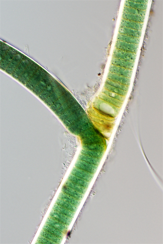 Scytonema crispum observed 2017-02-23