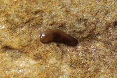Continenticola