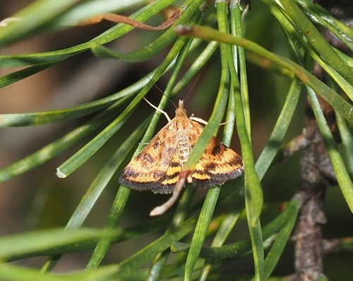 Mottled Pyrausta Moth photo 4