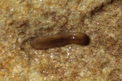 Continenticola