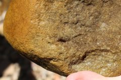 Continenticola