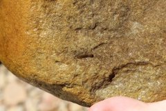 Continenticola