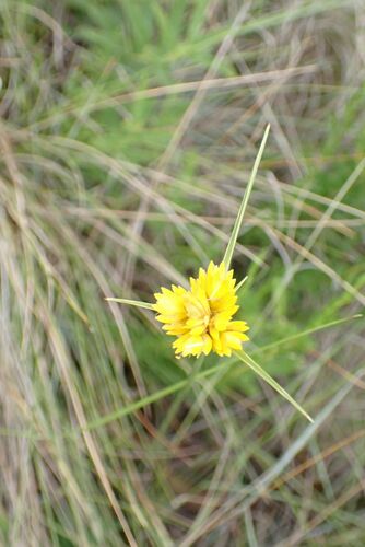 Image of Golden Sedge (Cyperus sphaerocephalus) by no rights reserved