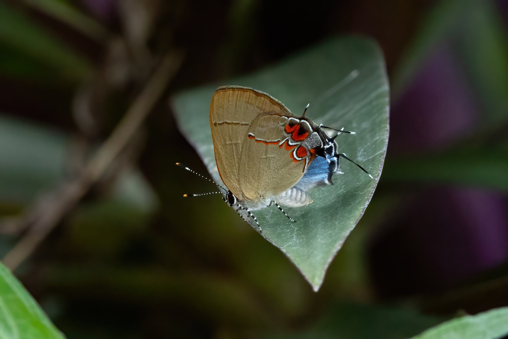 Calycopis origo