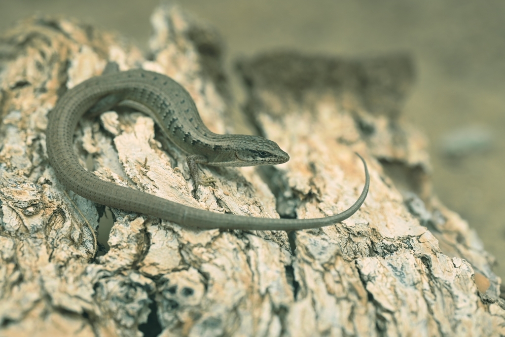Cedros Island Alligator Lizard
