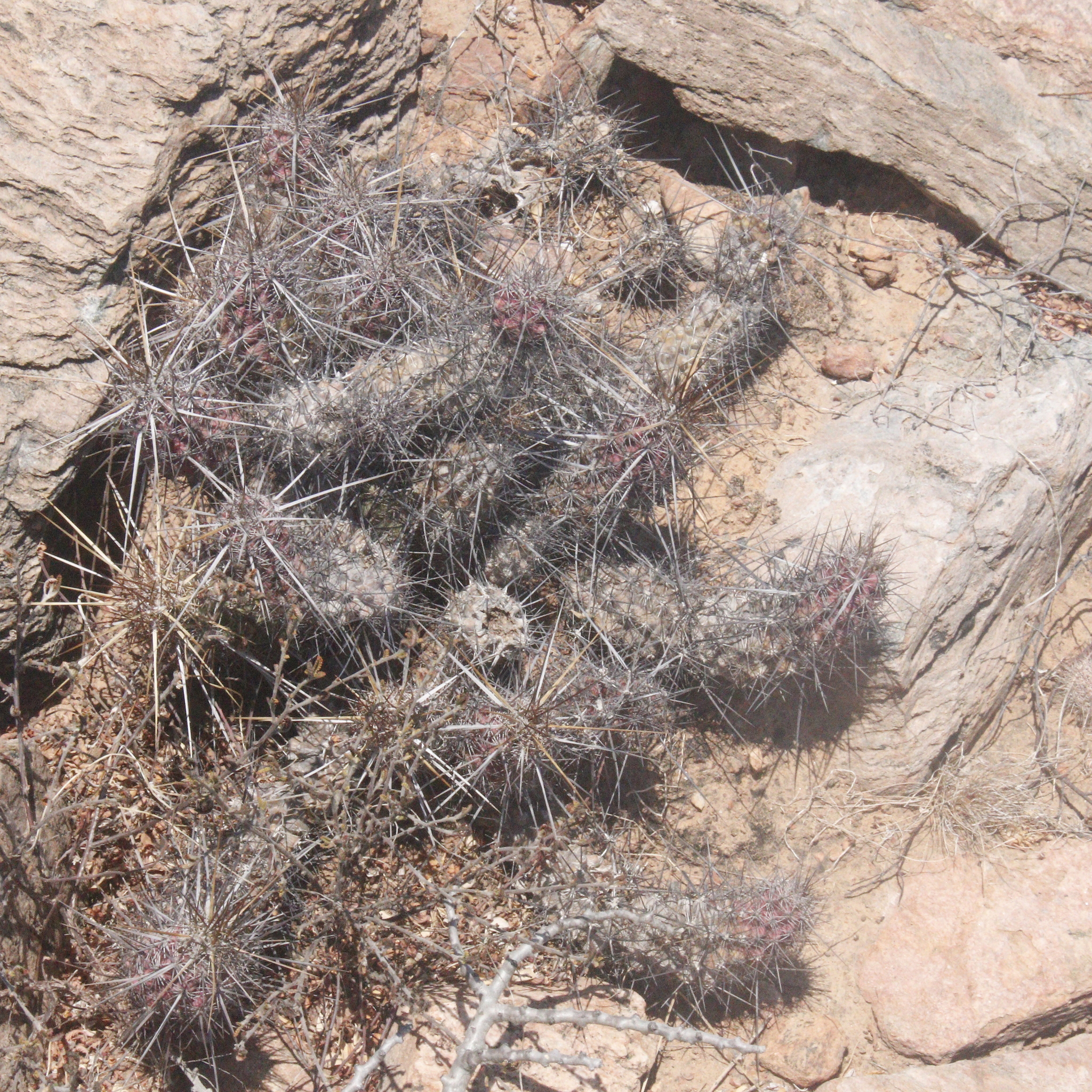 Echinocereus brandegeei