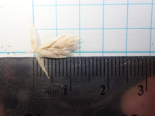 Image of Poa macrantha by (c) Nolan Exe, some rights reserved (CC BY)