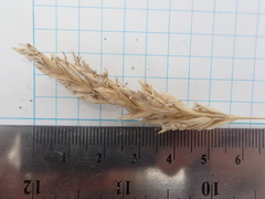 Poa macrantha