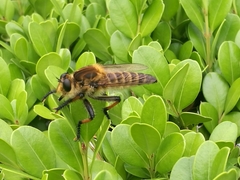 Promachus yesonicus