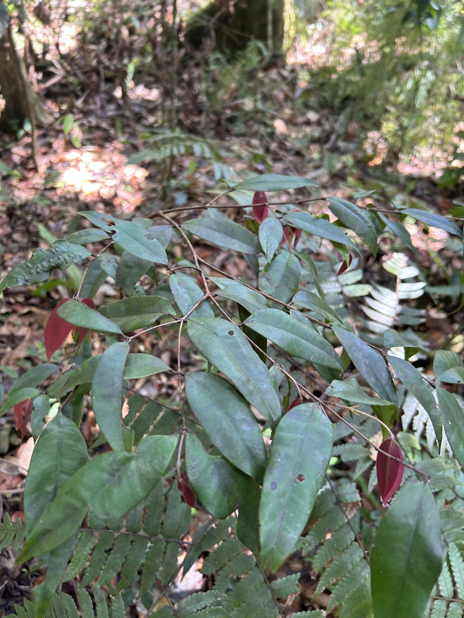 Imagem de Pedra-ume-caá