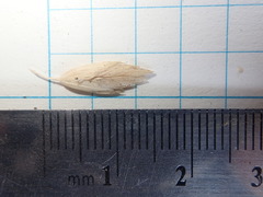 Poa macrantha
