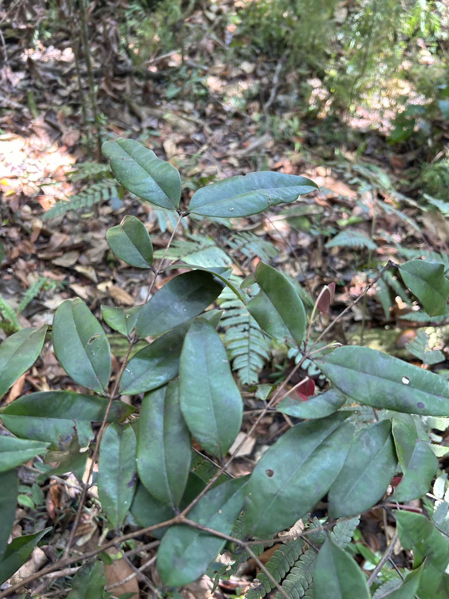 Imagem de Pedra-ume-caá