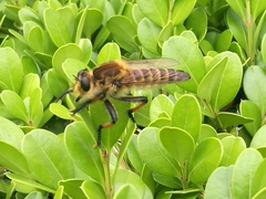 Promachus yesonicus