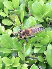 Promachus yesonicus