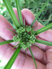 Cyperus distinctus