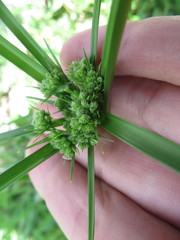 Cyperus distinctus