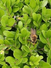 Promachus yesonicus